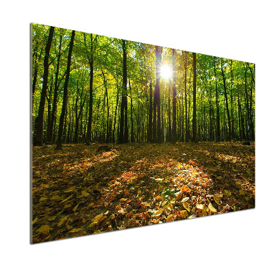 Spatscherm keuken Woud