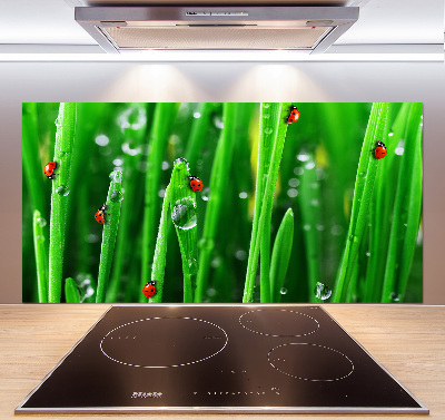 Keuken achterwand Lieveheersbeestjes op het gras