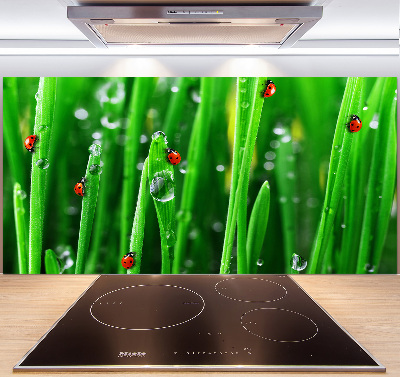 Keuken achterwand Lieveheersbeestjes op het gras