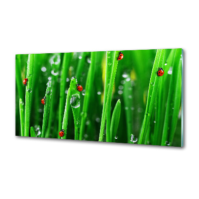 Keuken achterwand Lieveheersbeestjes op het gras