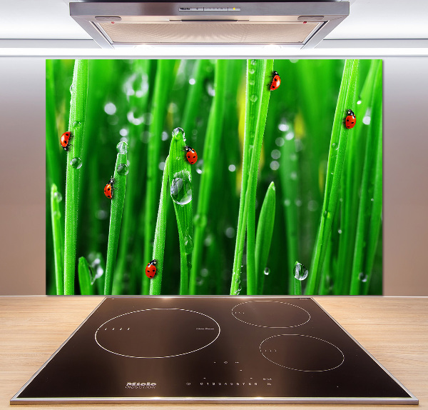 Keuken achterwand Lieveheersbeestjes op het gras