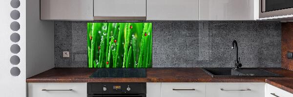 Keuken achterwand Lieveheersbeestjes op het gras