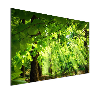 Achterwand keuken Beukenbladeren