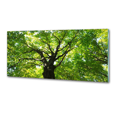 Spatscherm keuken Groen bos