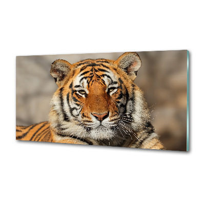 Spatplaat keuken Bengaalse tijger