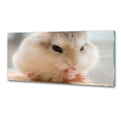 Glazen achterwand keuken Hamster