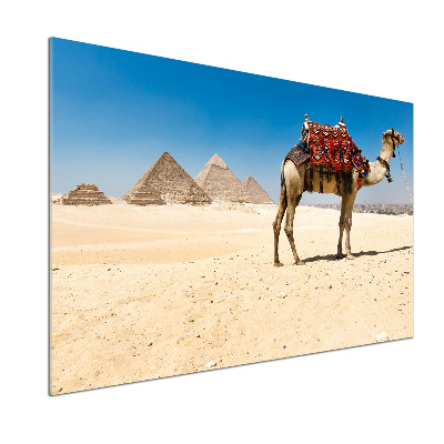 Achterwand keuken Kameel in Caïro