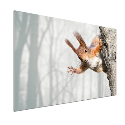 Spatplaat keuken Eekhoorn