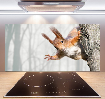 Spatplaat keuken Eekhoorn