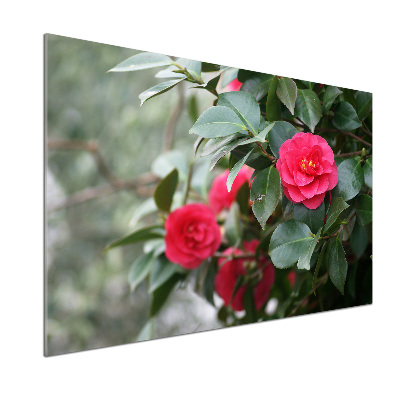 Glazen achterwand keuken Camelia