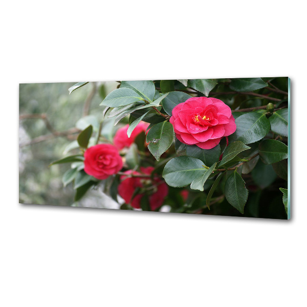 Glazen achterwand keuken Camelia