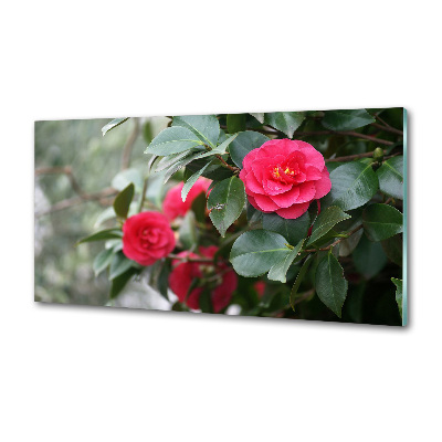 Glazen achterwand keuken Camelia