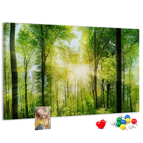 Kurkbord groen bos met zonnestralen