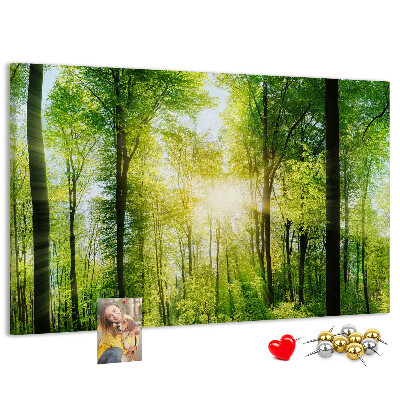 Kurkbord groen bos met zonnestralen