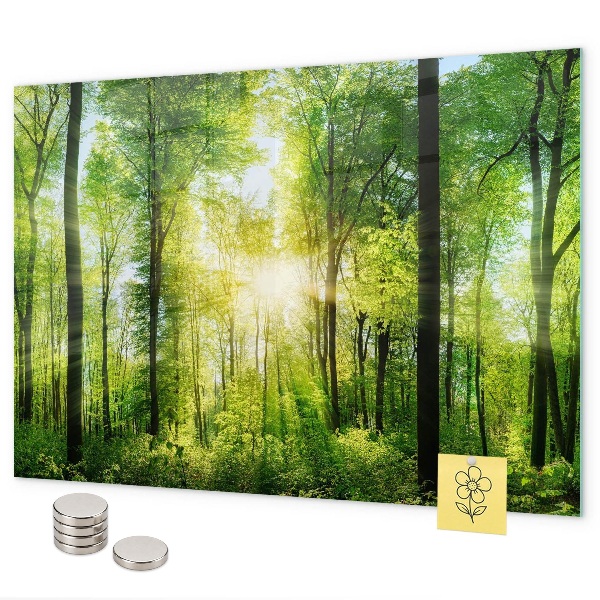 Magnetisch bord Bosbomen in de natuur