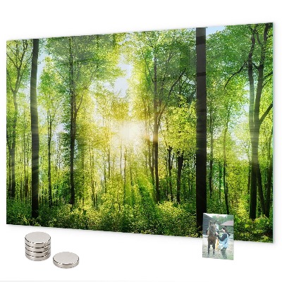 Magnetisch bord Bosbomen in de natuur