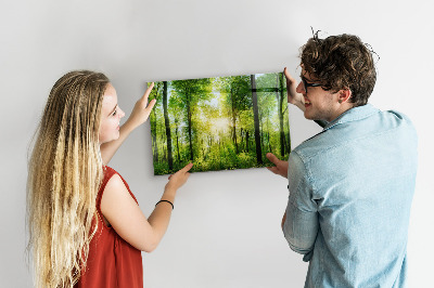 Magnetisch bord Bosbomen in de natuur